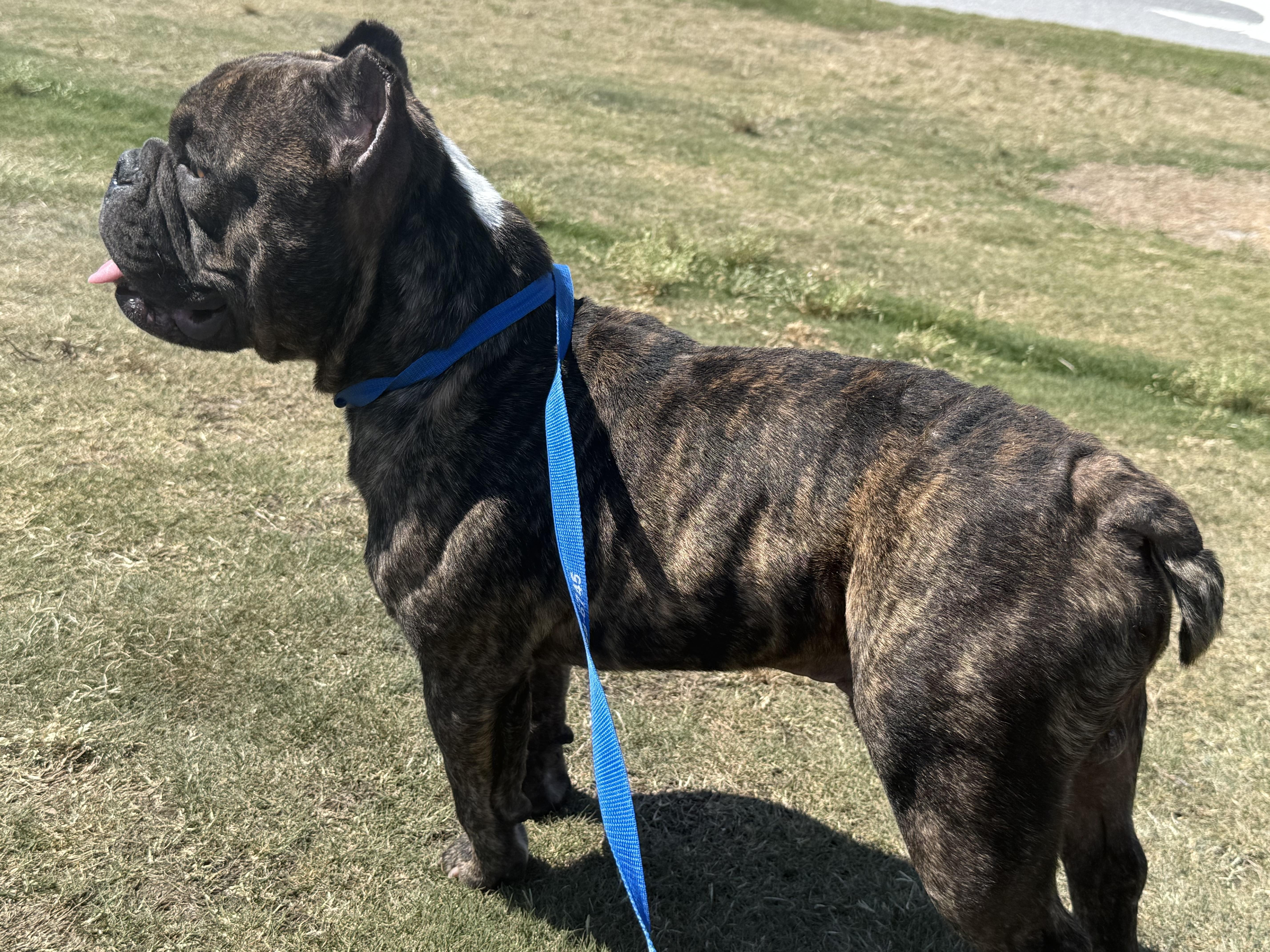 Enlarge Hipster, a ADOPTABLE mixed breed in MYRTLE BEACH, SC image 2/2