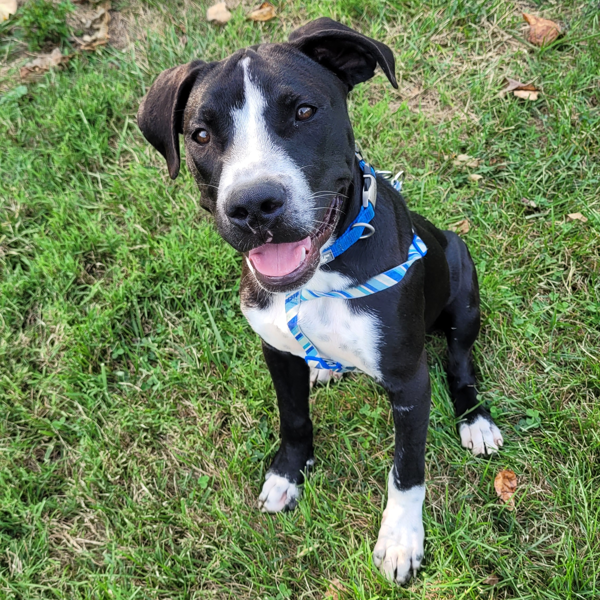 Enlarge Bourbon, a Adoptable mixed breed in Fairfax, VA image 3/5