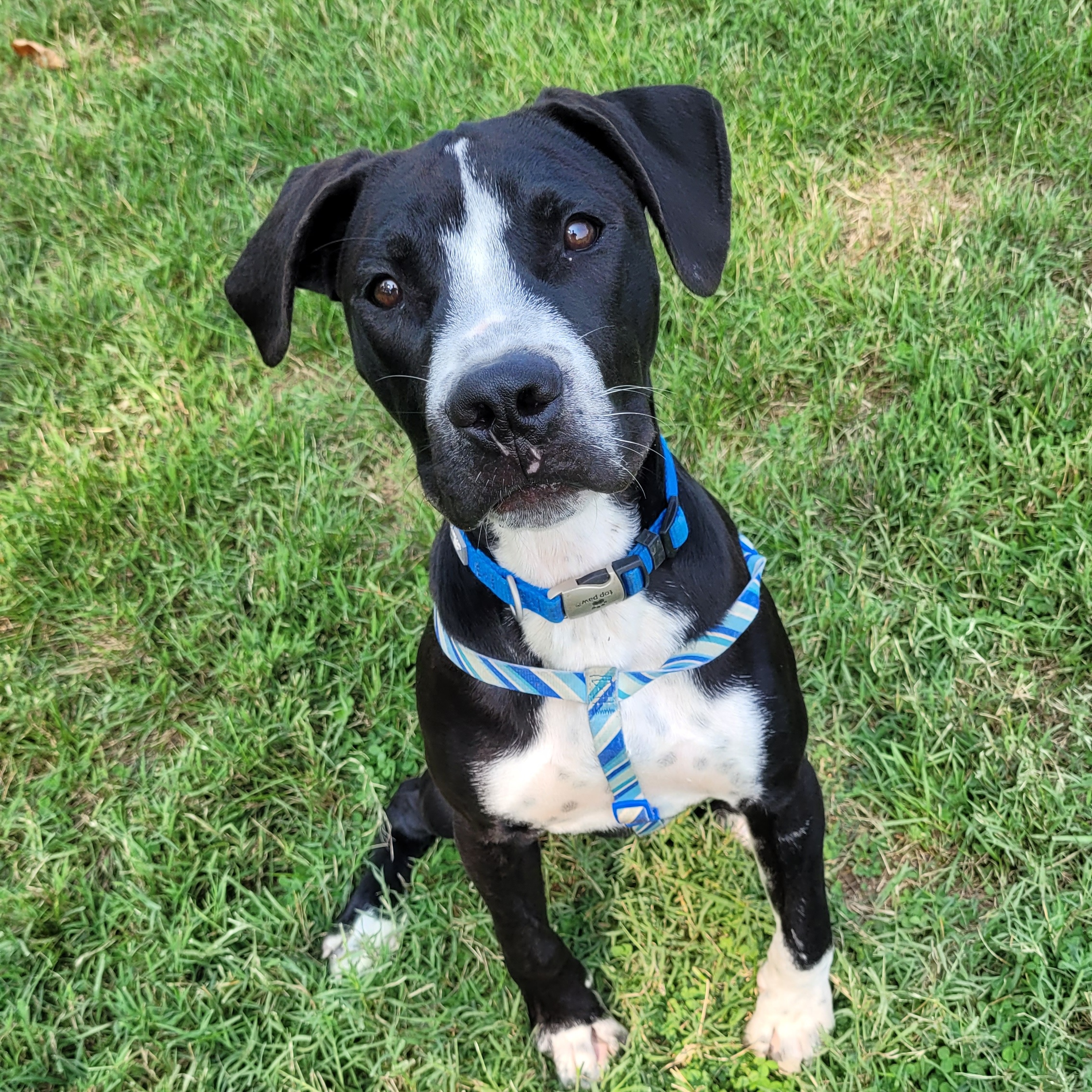 Enlarge Bourbon, a Adoptable mixed breed in Fairfax, VA image 5/5