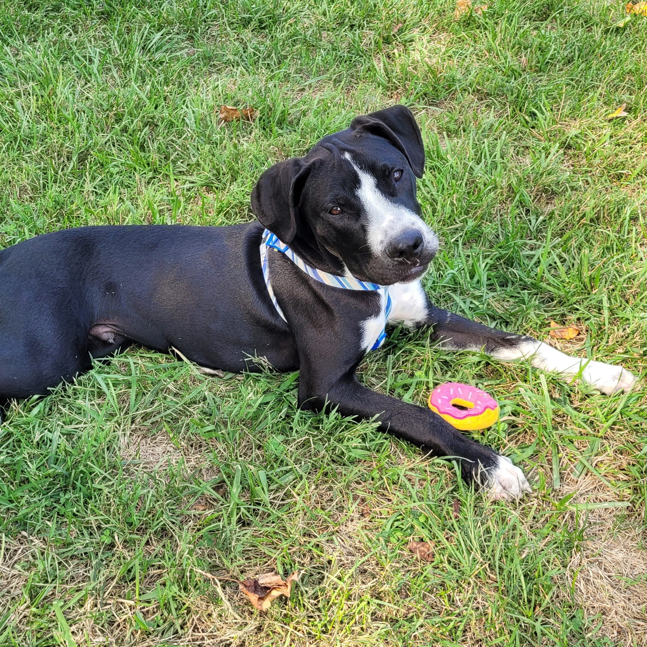 Enlarge Bourbon, a Adoptable mixed breed in Fairfax, VA image 4/5