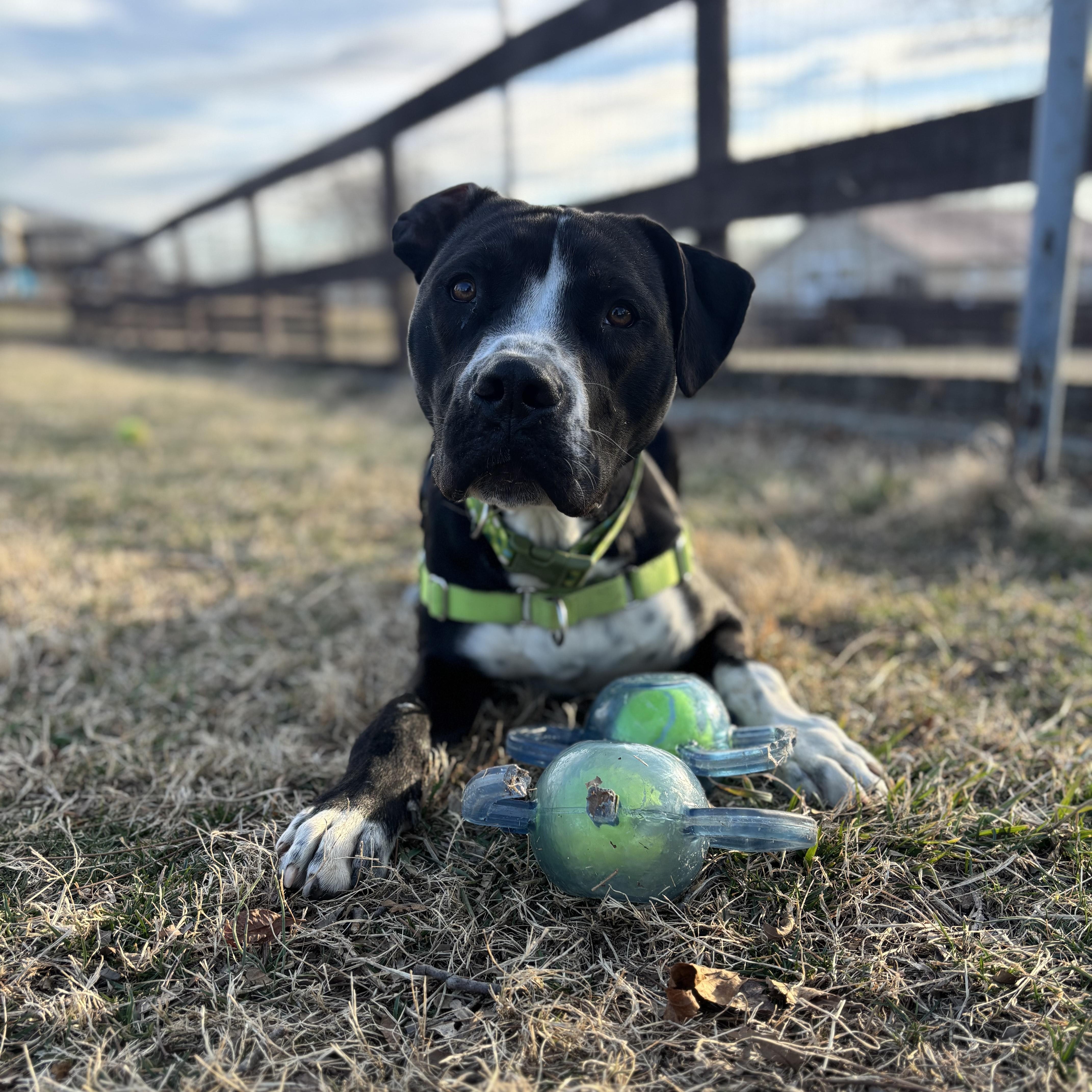 Enlarge Bourbon, a Adoptable mixed breed in Fairfax, VA image 1/5