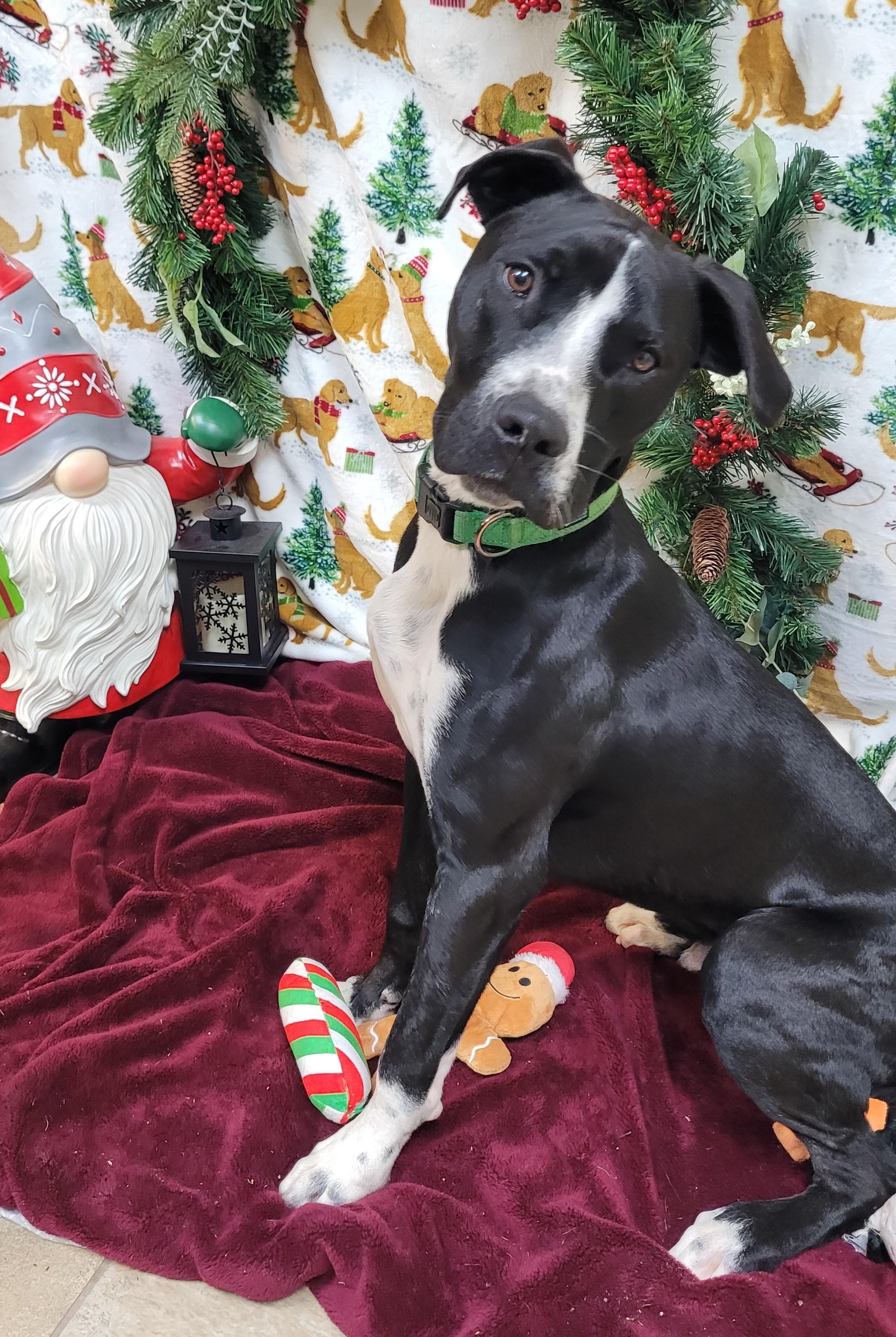 Enlarge Bourbon, a Adoptable mixed breed in Fairfax, VA image 2/5