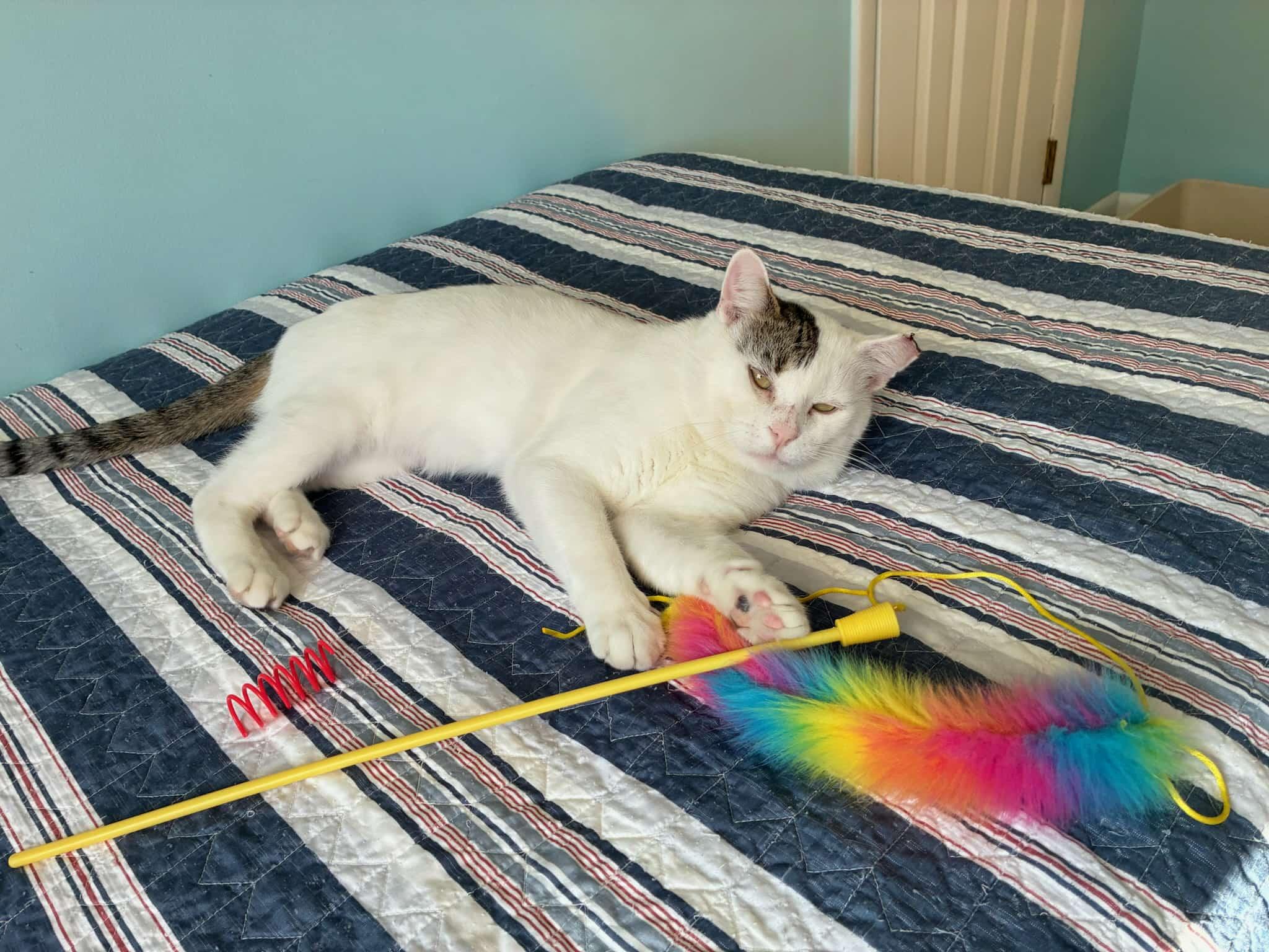 Clive, a Adoptable Domestic Short Hair in Springfield, PA image 1/4