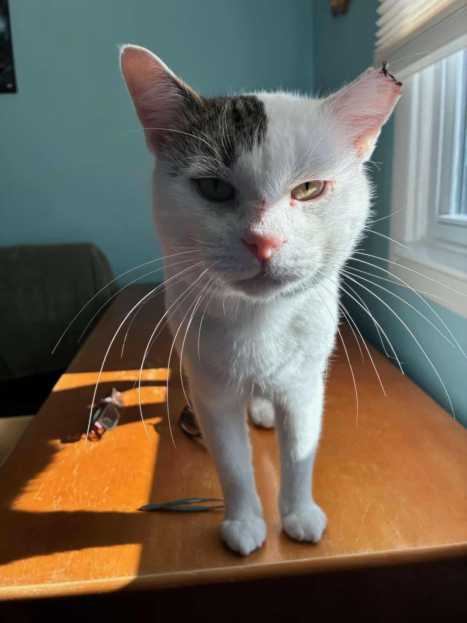 Clive, a Adoptable Domestic Short Hair in Springfield, PA image 2/4