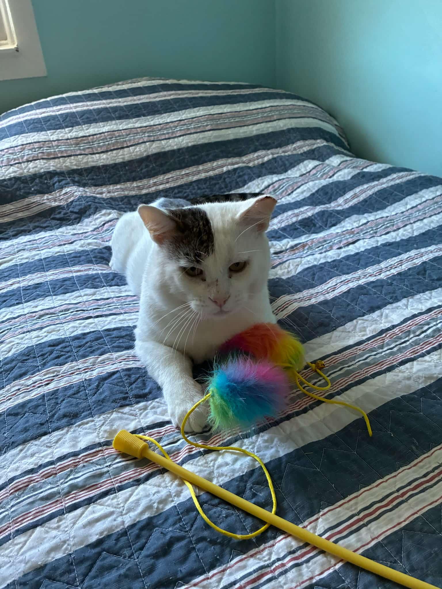 Clive, a Adoptable Domestic Short Hair in Springfield, PA image 3/4