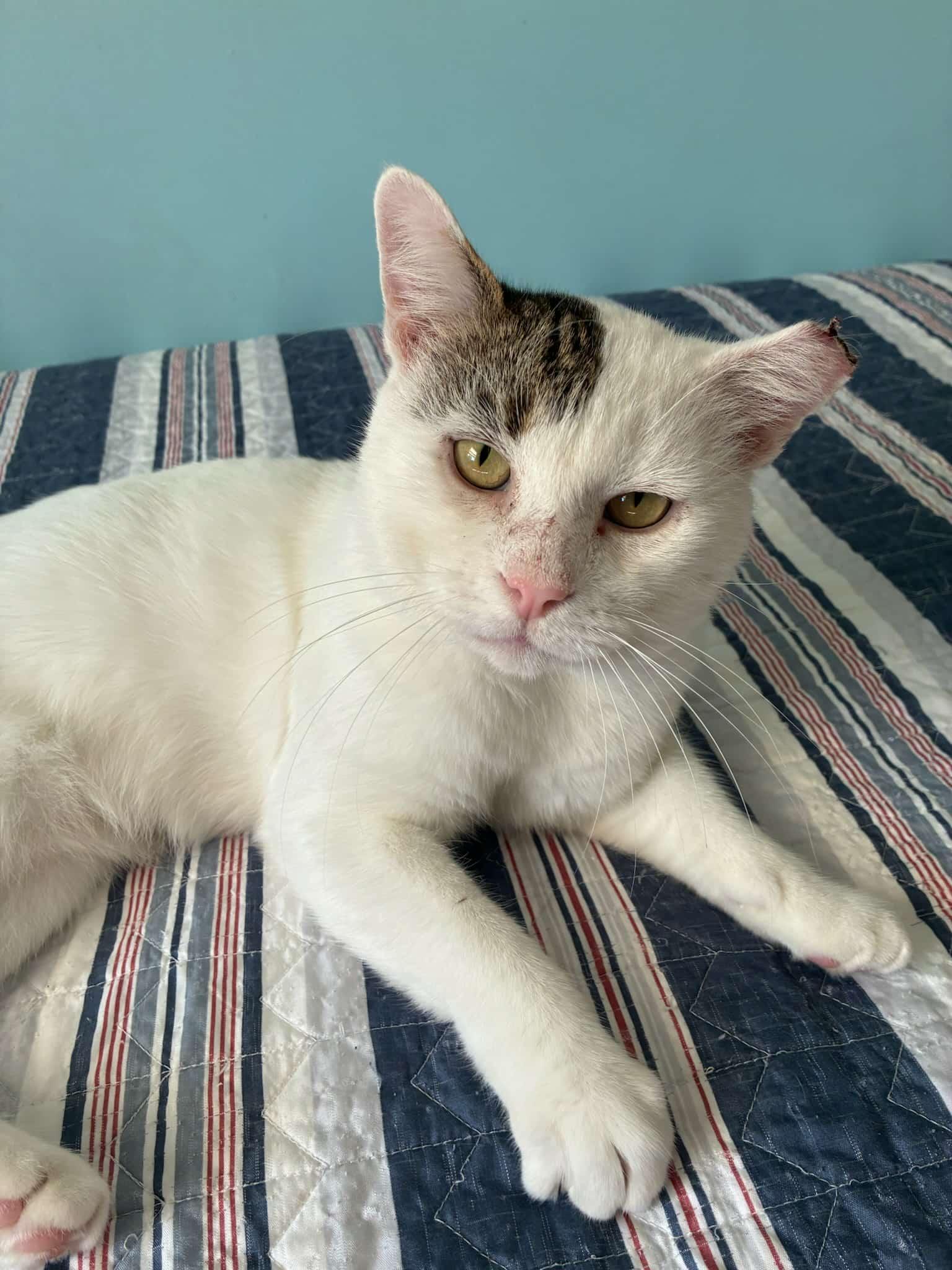 Clive, a Adoptable Domestic Short Hair in Springfield, PA image 4/4