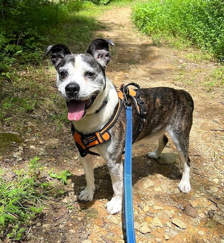 HENRY, ADOPTABLE, Senior Male Terrier.