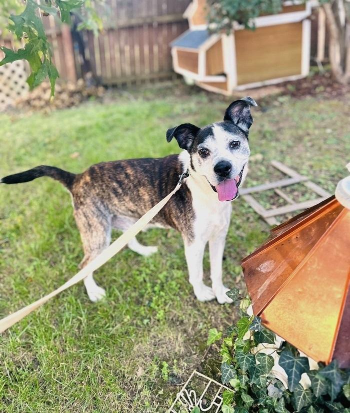 Enlarge HENRY, a ADOPTABLE Terrier in Pegram, TN image 4/6
