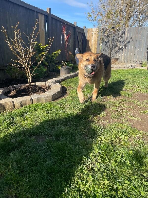 Enlarge Brigette, a Adoptable mixed breed in Seattle, WA image 2/6