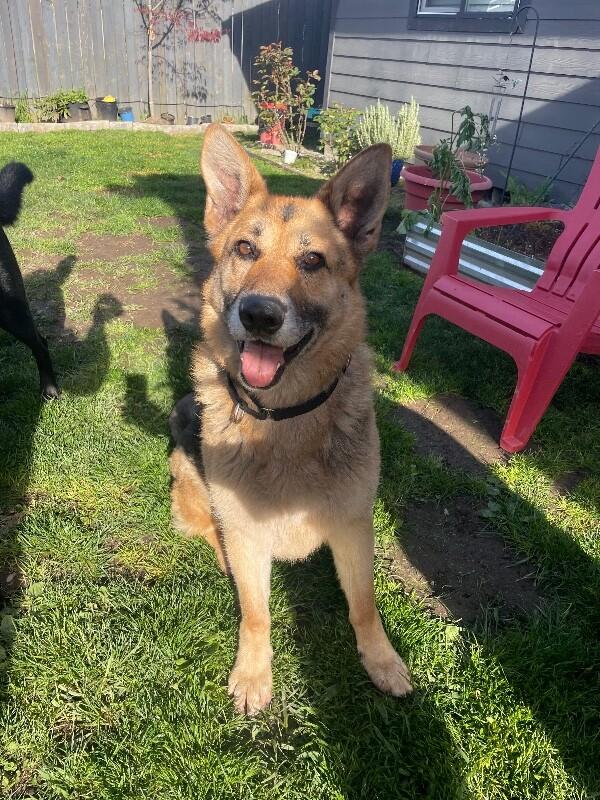 Enlarge Brigette, a Adoptable mixed breed in Seattle, WA image 3/6