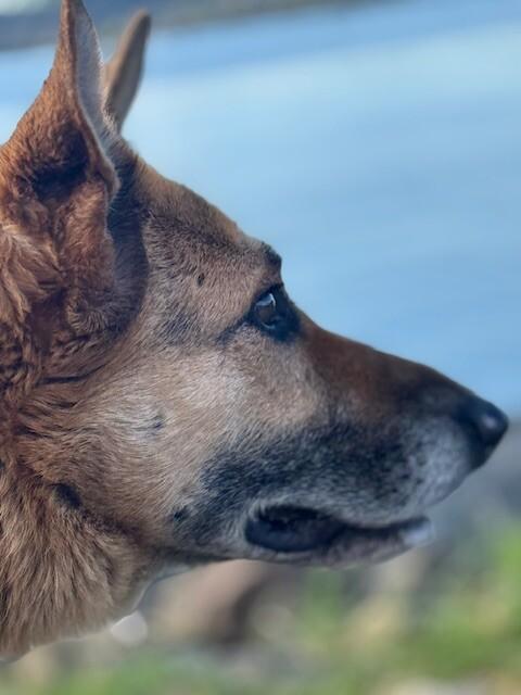 Enlarge Brigette, a Adoptable mixed breed in Seattle, WA image 4/6