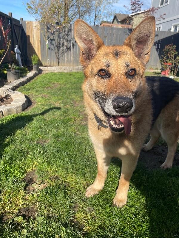 Enlarge Brigette, a Adoptable mixed breed in Seattle, WA image 5/6