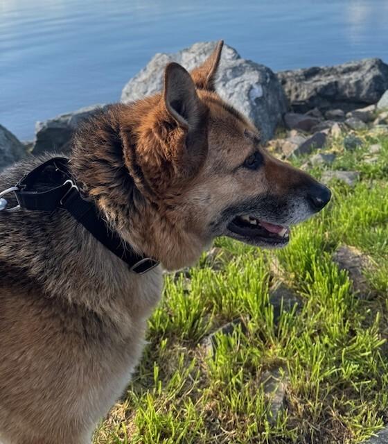 Enlarge Brigette, a Adoptable mixed breed in Seattle, WA image 6/6