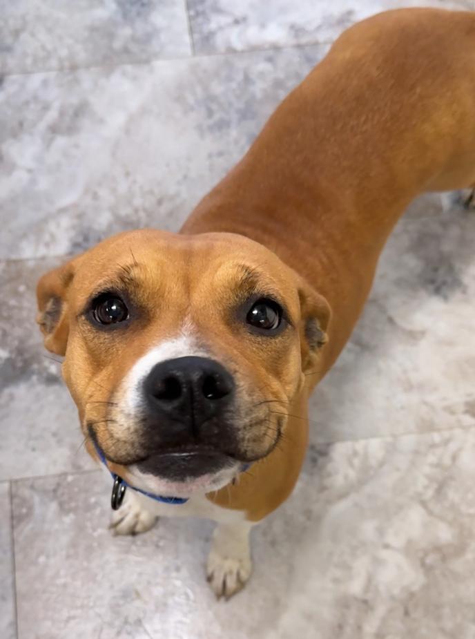 PATTY, Adoptable, Adult Female Pit Bull Terrier.