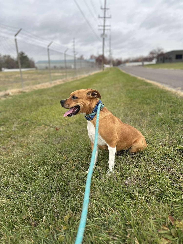 Enlarge PATTY, a Adoptable mixed breed in Rochester, IN image 2/4