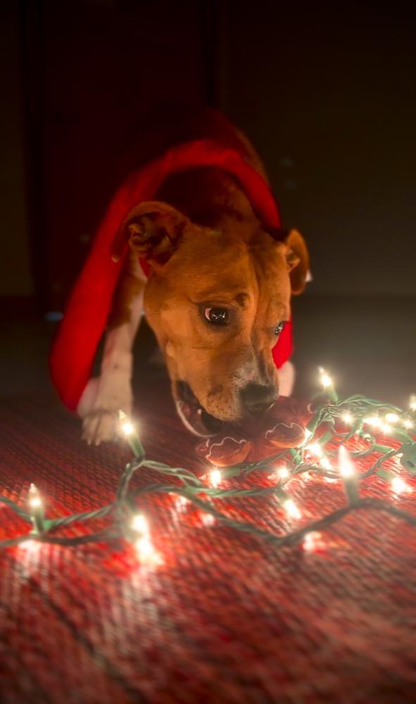 Enlarge PATTY, a Adoptable mixed breed in Rochester, IN image 3/4