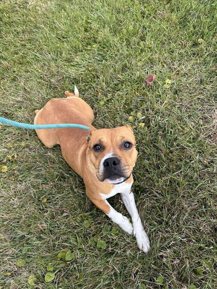 Enlarge PATTY, a Adoptable mixed breed in Rochester, IN image 4/4