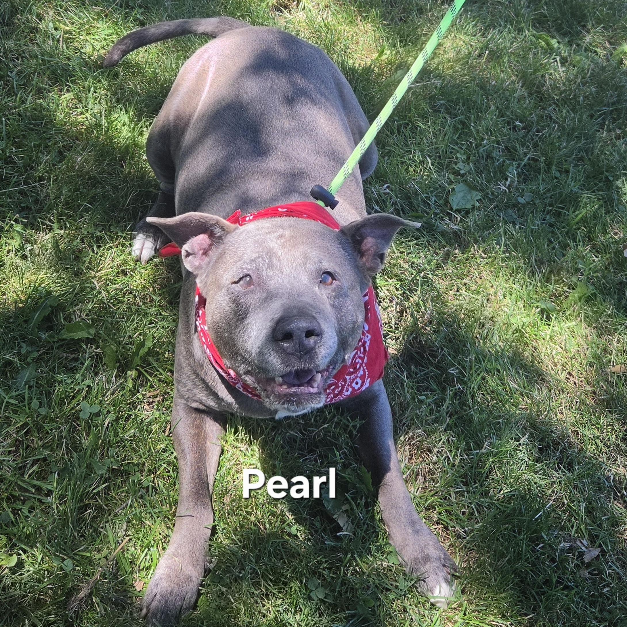 Enlarge Pearl, a ADOPTABLE mixed breed in Medina, OH image 2/4
