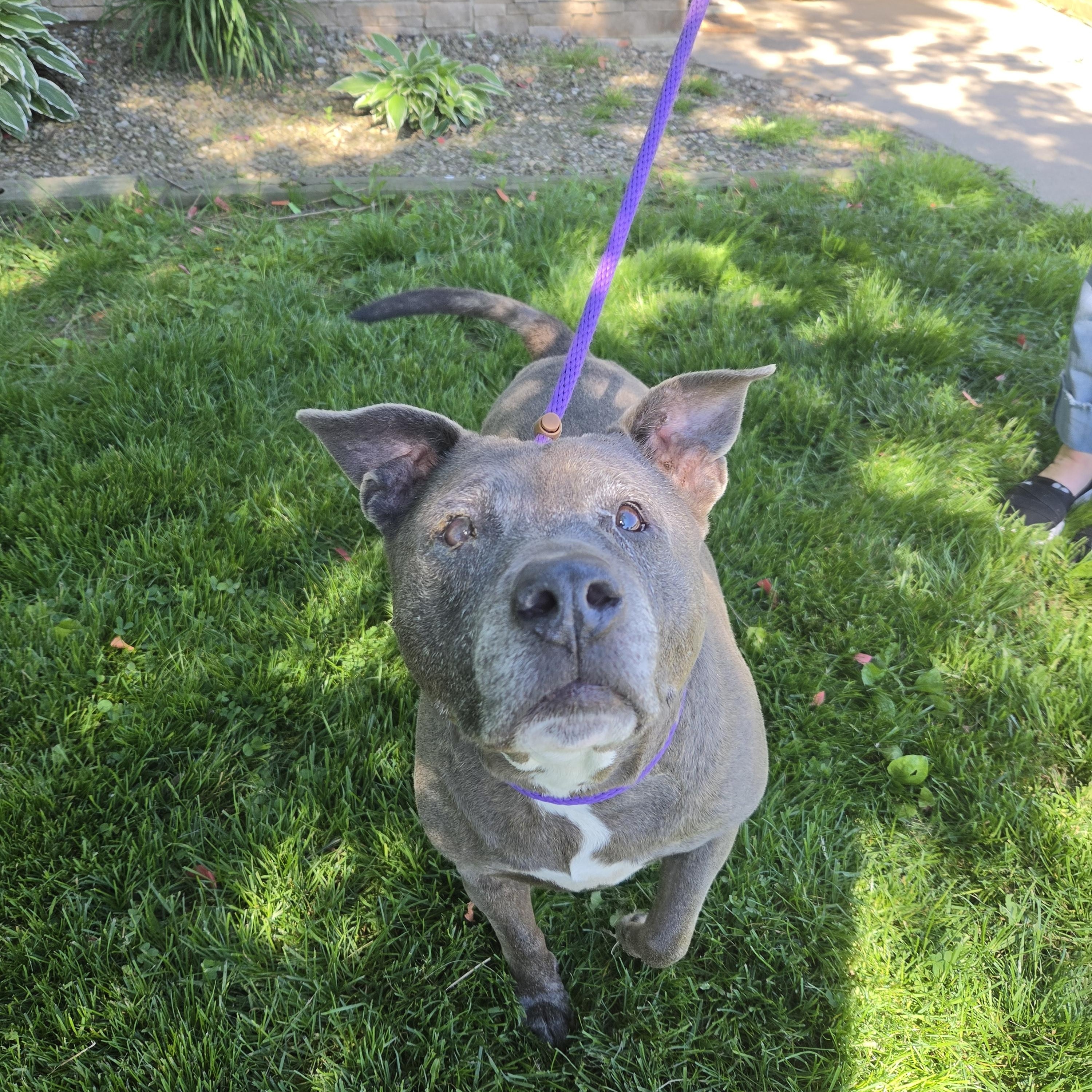 Enlarge Pearl, a ADOPTABLE mixed breed in Medina, OH image 4/4