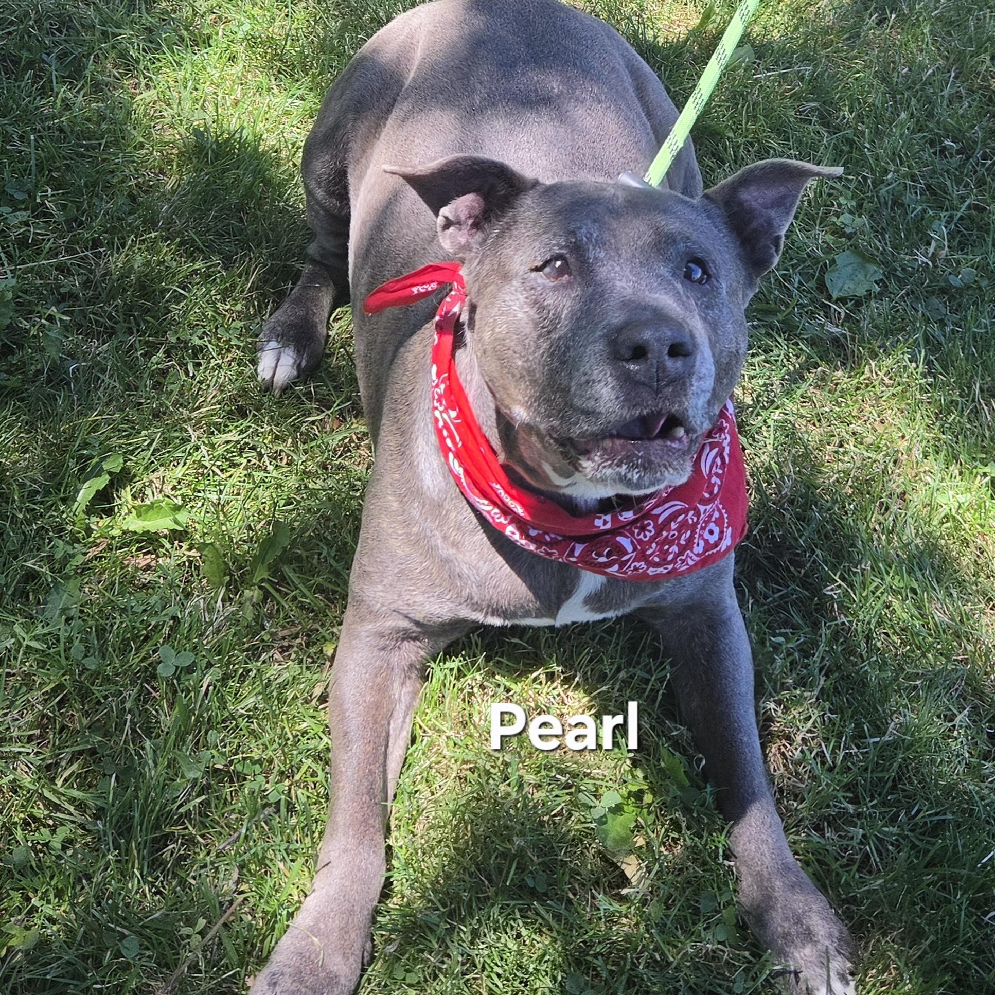 Enlarge Pearl, a ADOPTABLE mixed breed in Medina, OH image 1/4
