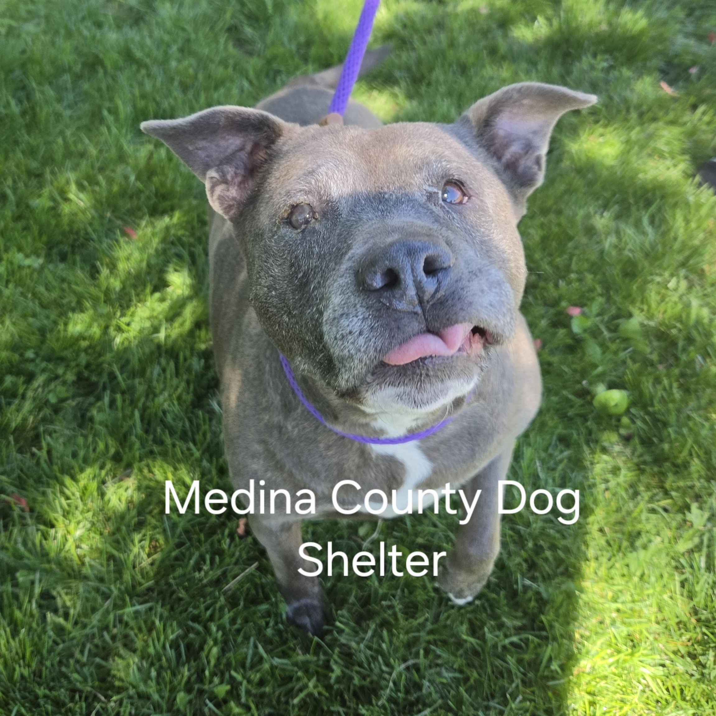 Enlarge Pearl, a ADOPTABLE mixed breed in Medina, OH image 3/4