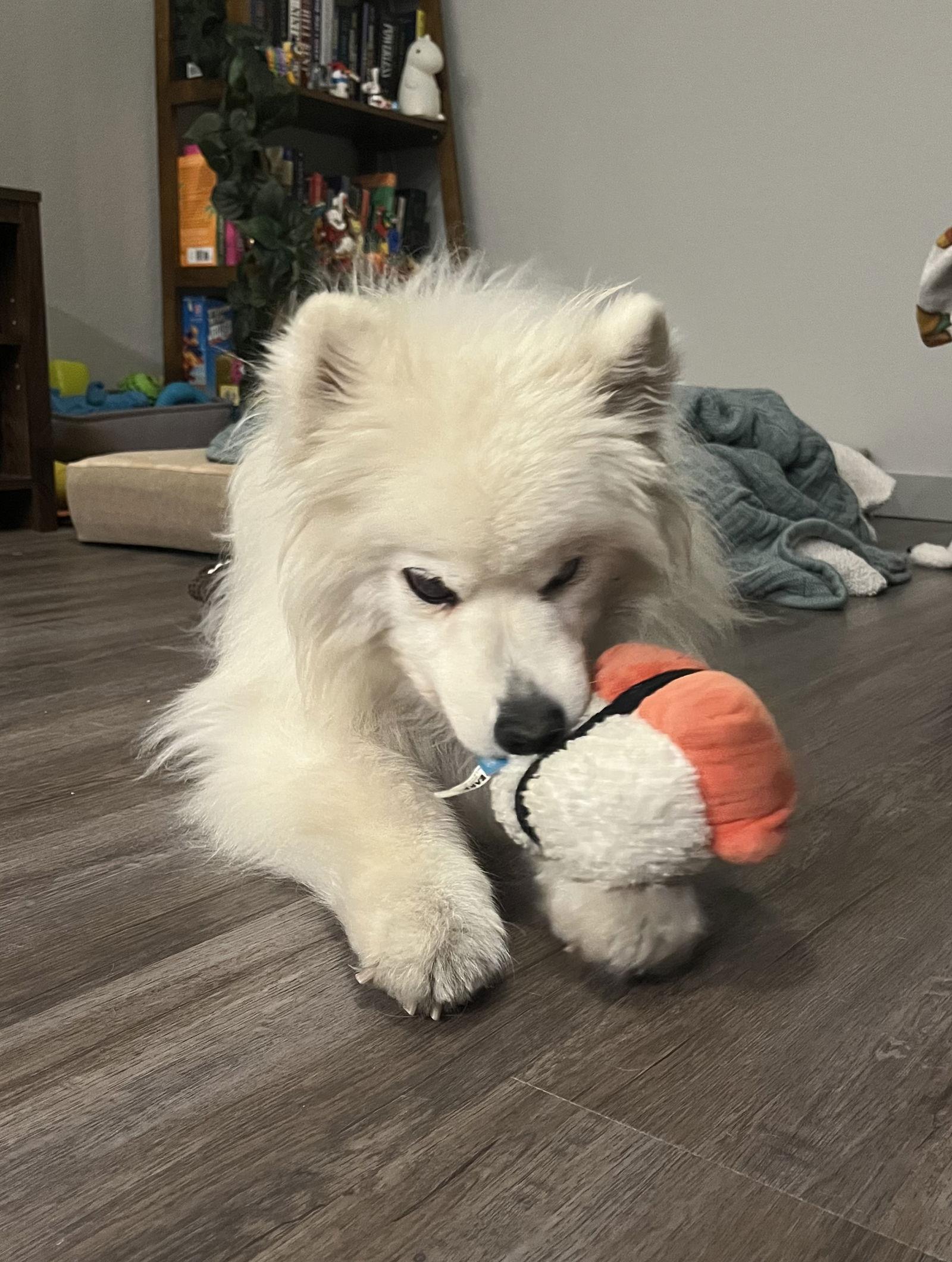 Mariah of Lakewood Co, Adoptable, Young Female American Eskimo Dog.