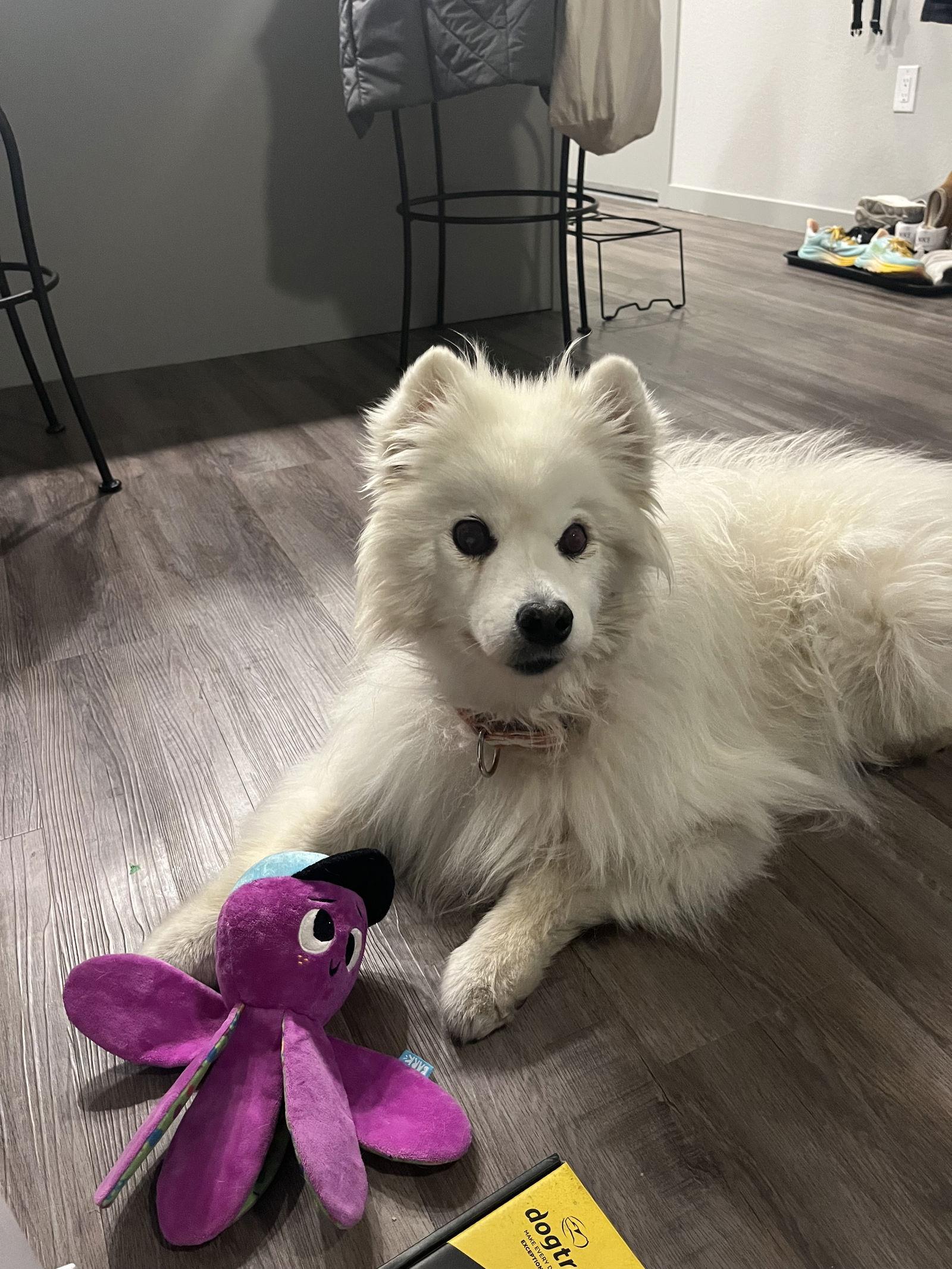 Enlarge Mariah of Lakewood Co, a Adoptable American Eskimo Dog in Lakewood, CO image 2/3