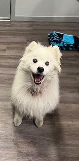 Enlarge Mariah of Lakewood Co, a Adoptable American Eskimo Dog in Lakewood, CO image 3/3