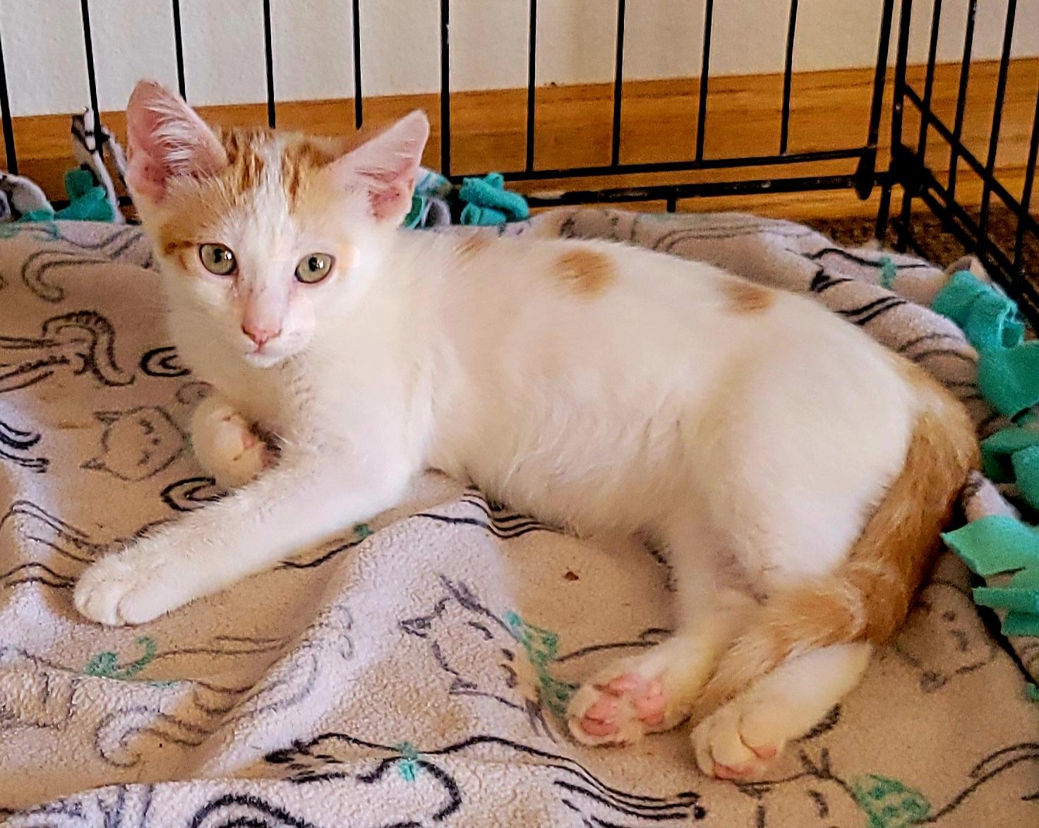 Eclipse, a Adoptable Domestic Short Hair in Scottsdale, AZ image 2/4