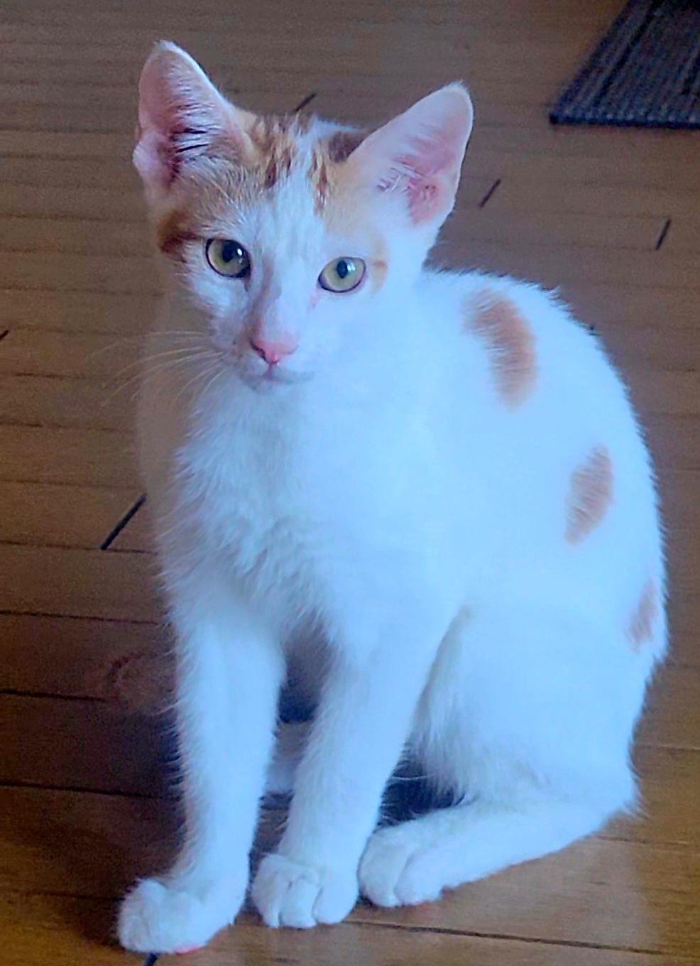 Eclipse, Adoptable, Young Male Domestic Short Hair.