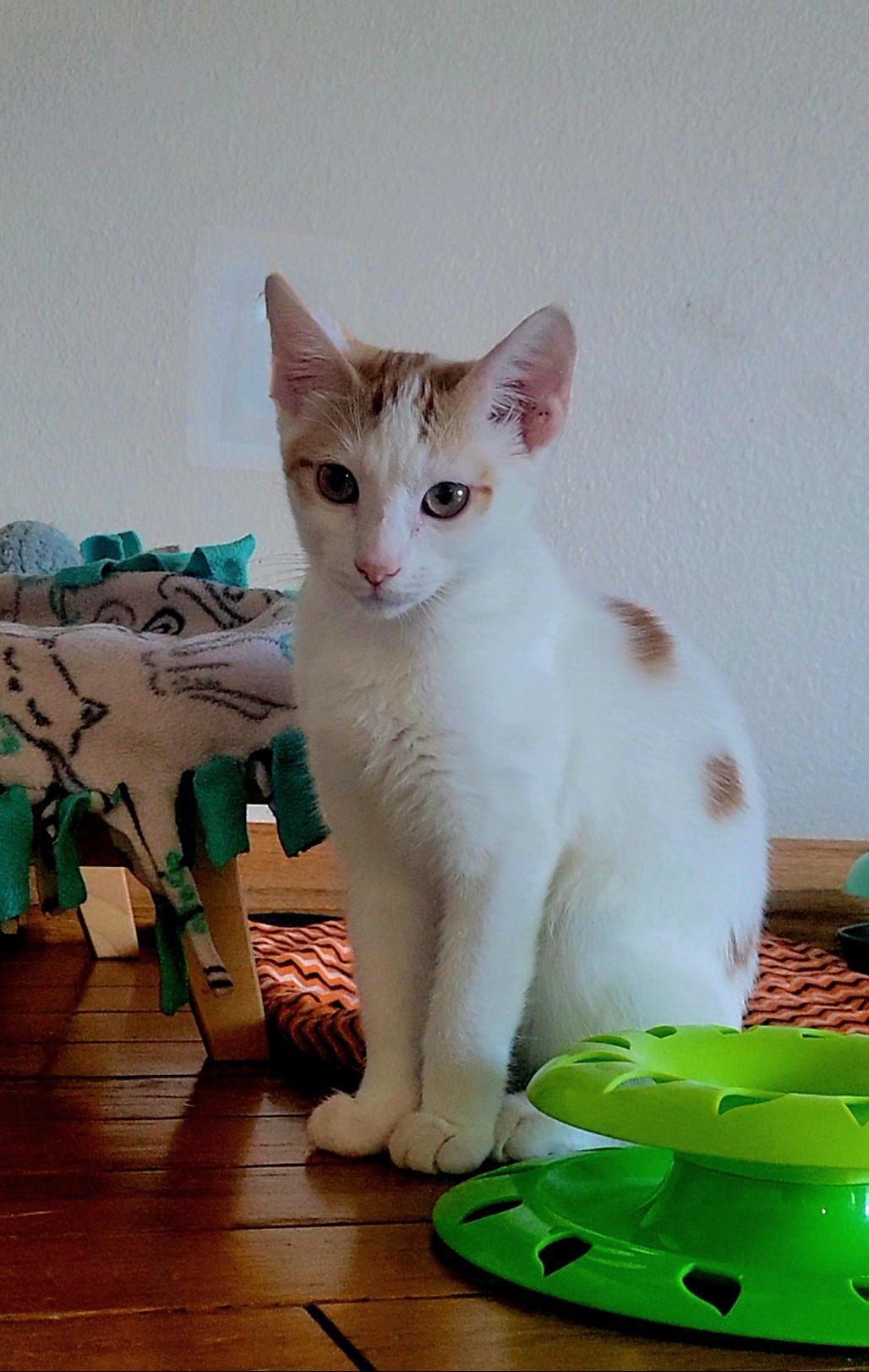Eclipse, a Adoptable Domestic Short Hair in Scottsdale, AZ image 3/4