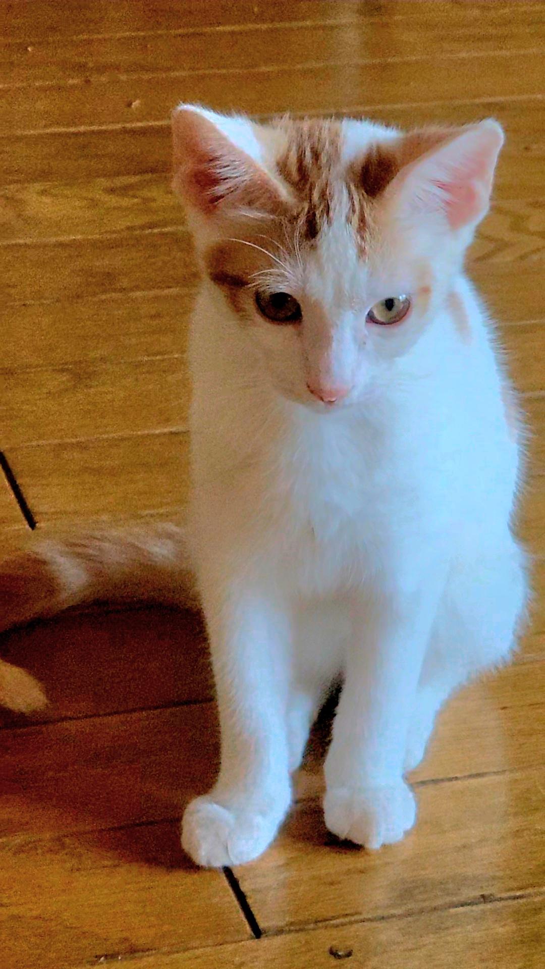 Eclipse, a Adoptable Domestic Short Hair in Scottsdale, AZ image 4/4