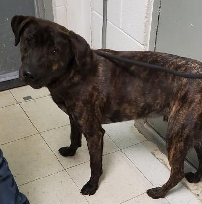 Bodhi, an adoptable Plott Hound, Labrador Retriever in Butte, MT, 59701 | Photo Image 2
