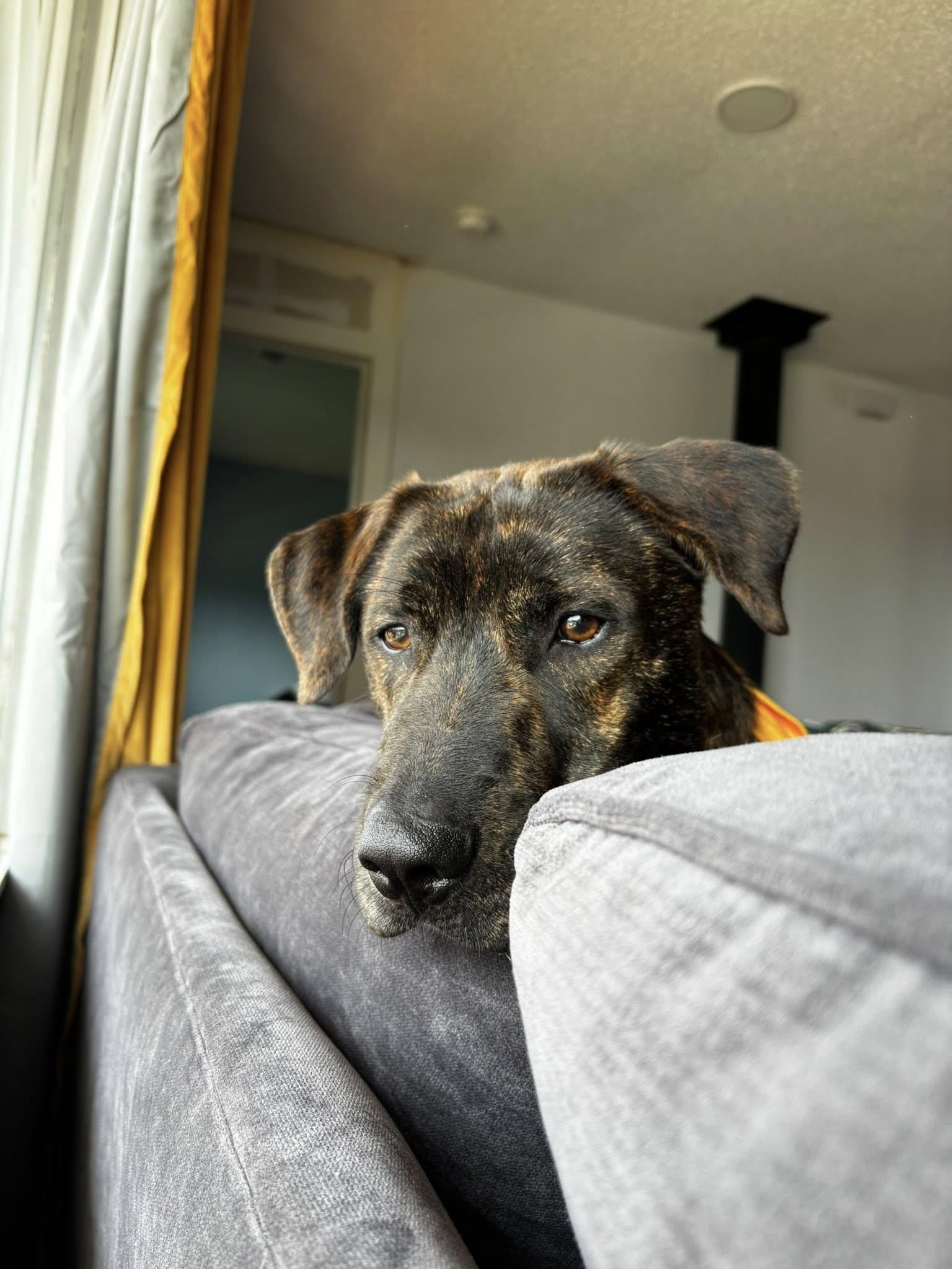 Bodhi, an adoptable Plott Hound, Labrador Retriever in Butte, MT, 59701 | Photo Image 1