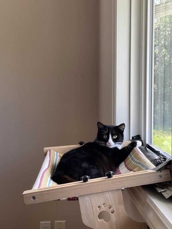 Guppy, Adoptable, Young Female Domestic Short Hair.