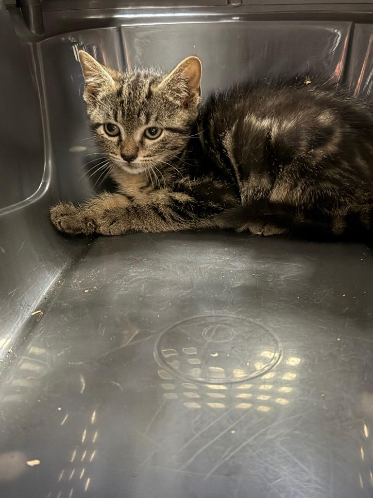 Beelzy, Adoptable, Kitten Male Domestic Short Hair.