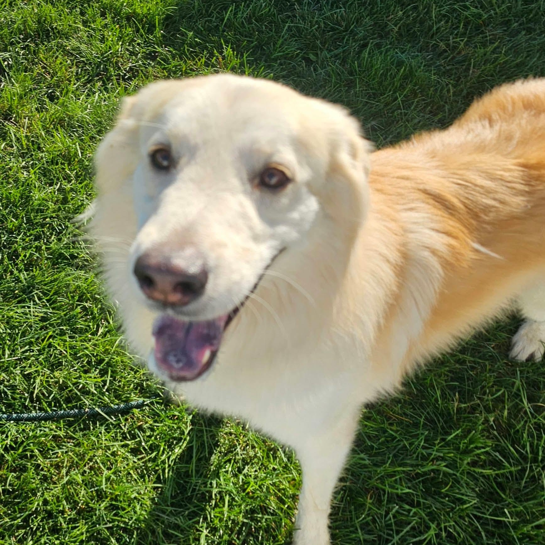 Enlarge Joe, a Adoptable mixed breed in Minooka, IL image 1/2