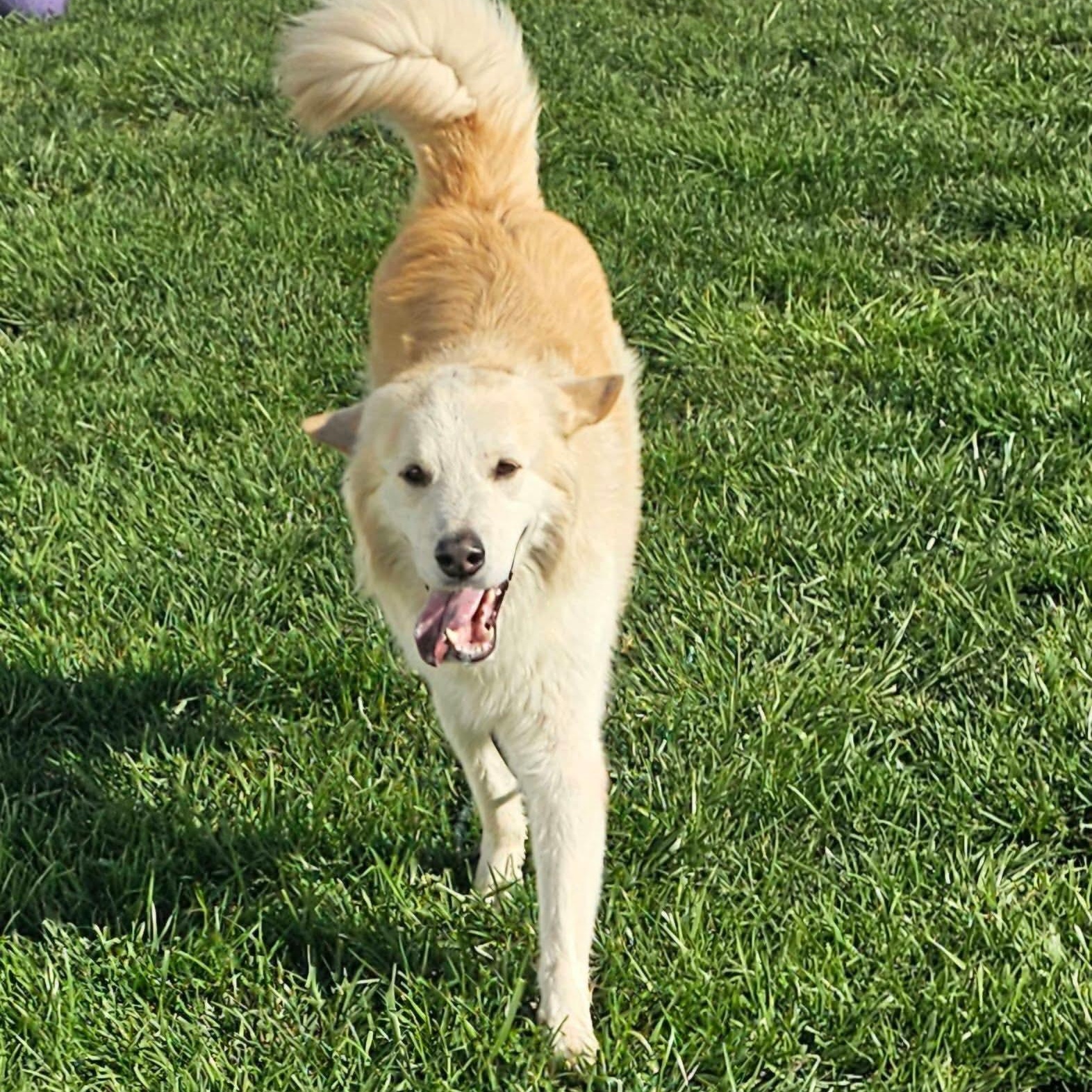 Enlarge Joe, a Adoptable mixed breed in Minooka, IL image 2/2