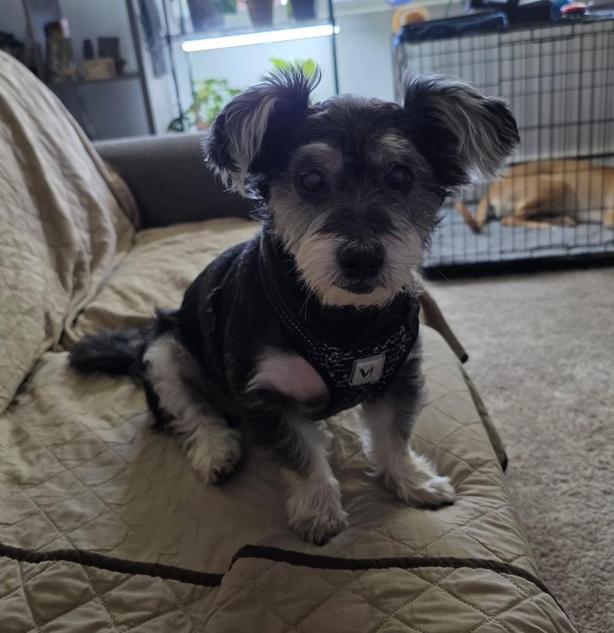 Enlarge Teeko, a Adoptable mixed breed in Rochester, NY image 4/6