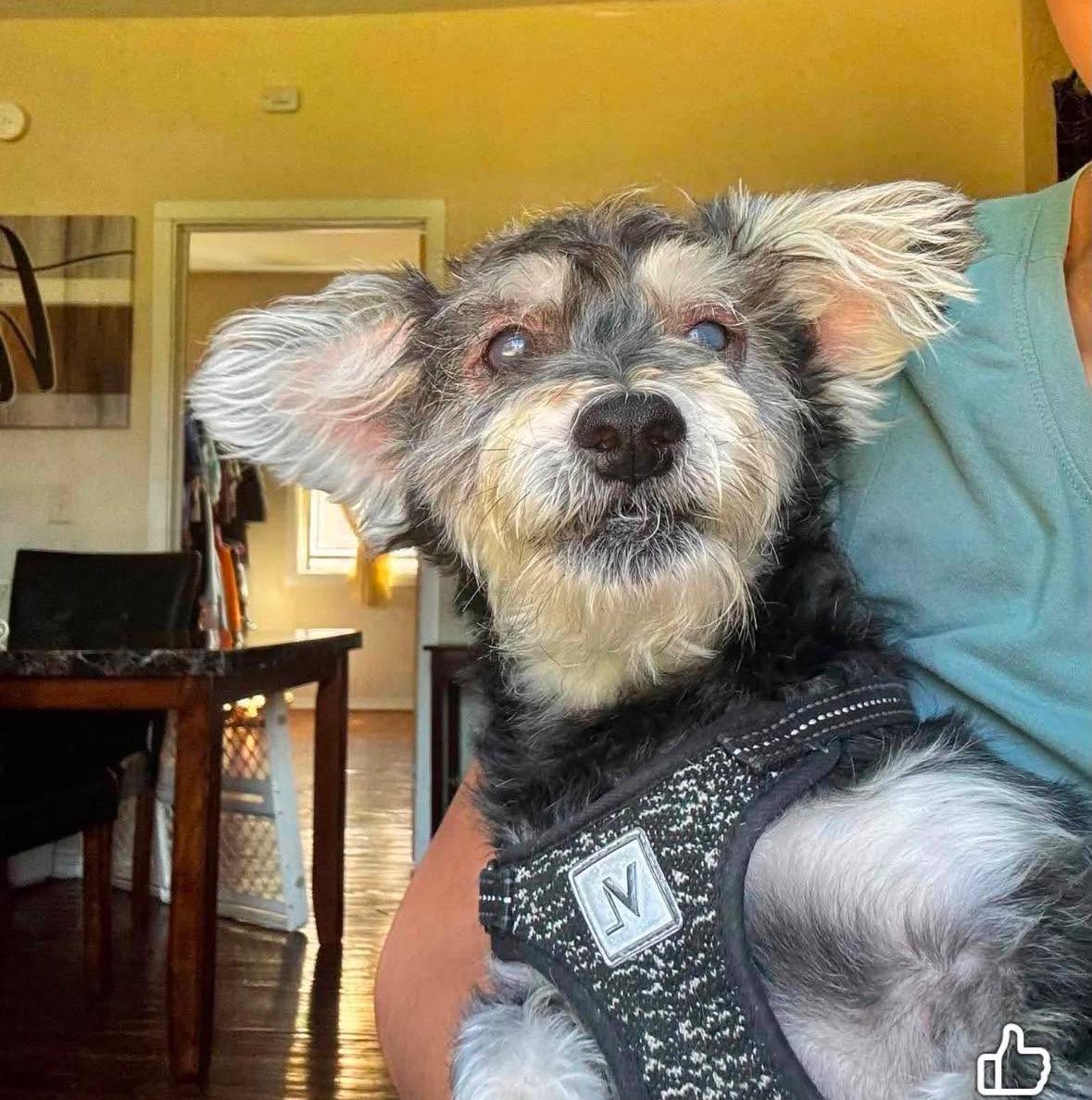 Teeko, Adoptable, Senior Male Miniature Schnauzer.