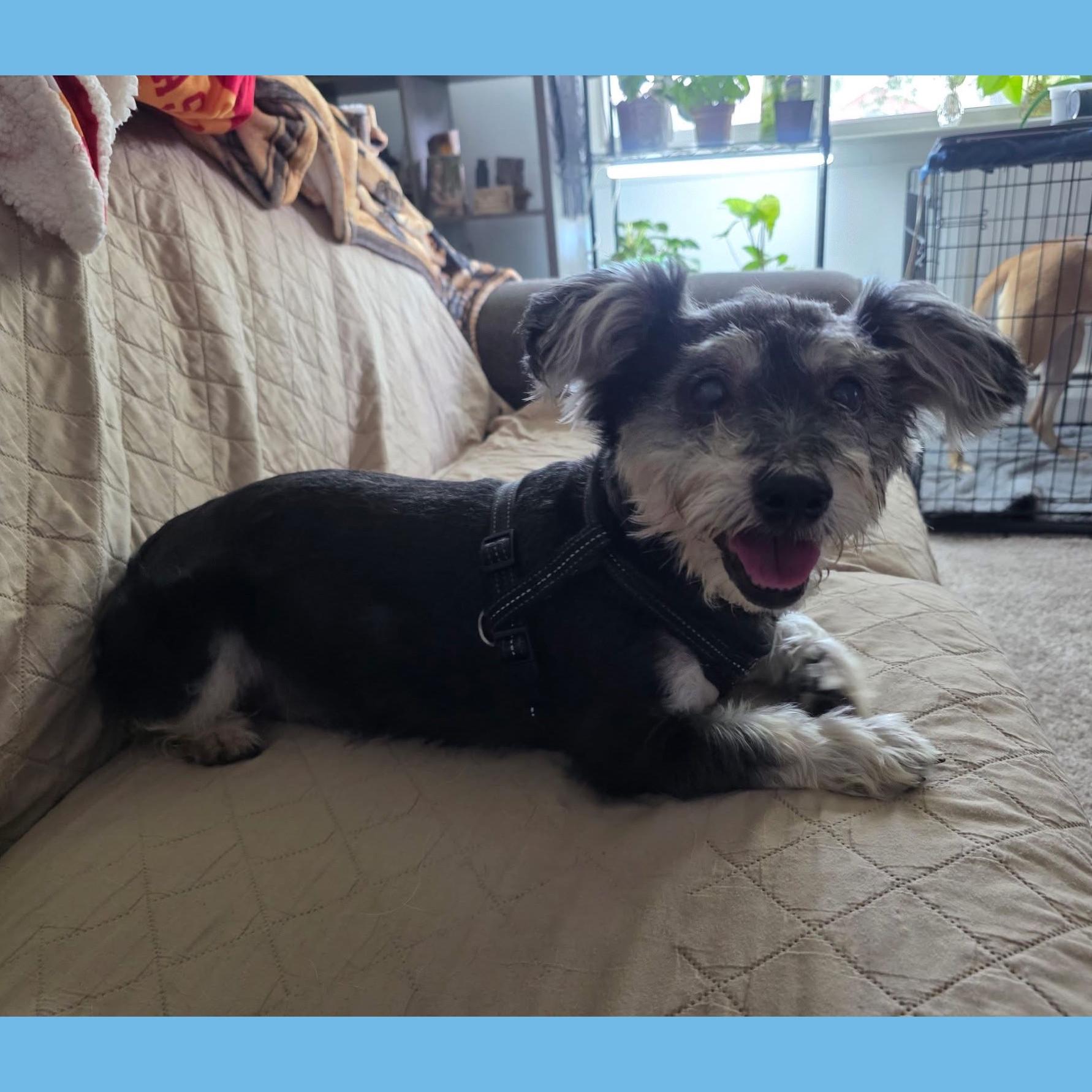 Enlarge Teeko, a Adoptable mixed breed in Rochester, NY image 6/6