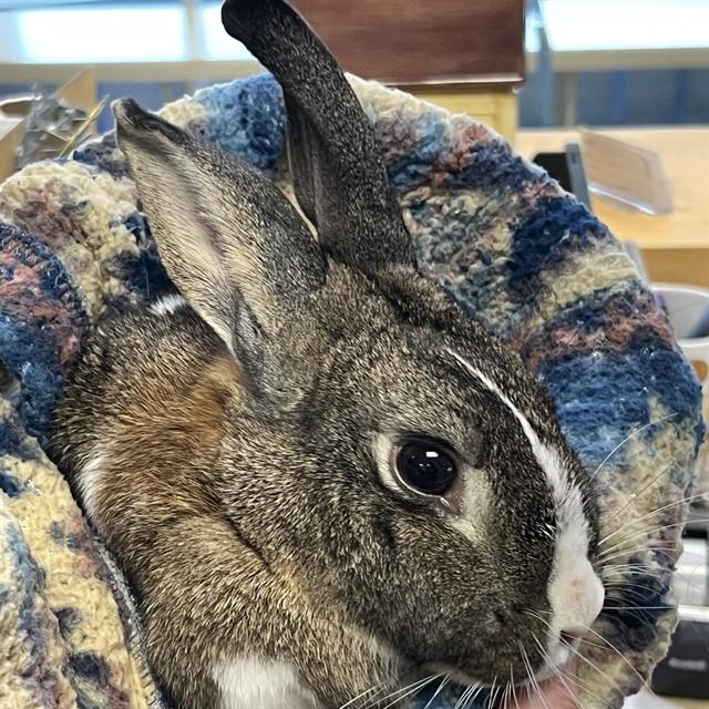 TULIP, Adoptable, Young Female Bunny Rabbit.