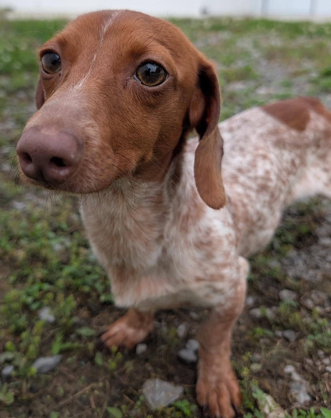 Hank in WI, adopted, Young Male Dachshund.