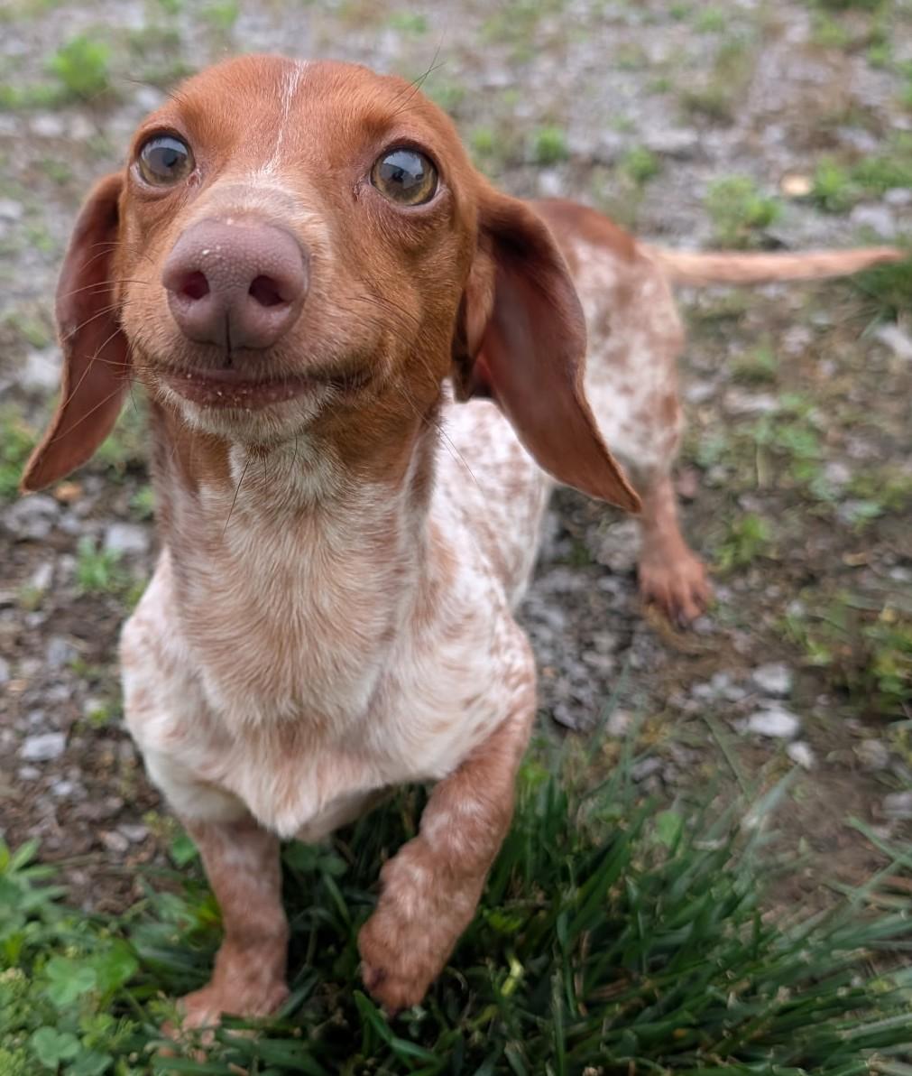 Enlarge Hank in WI, an adopted Dachshund in Marinette, WI image 6/6