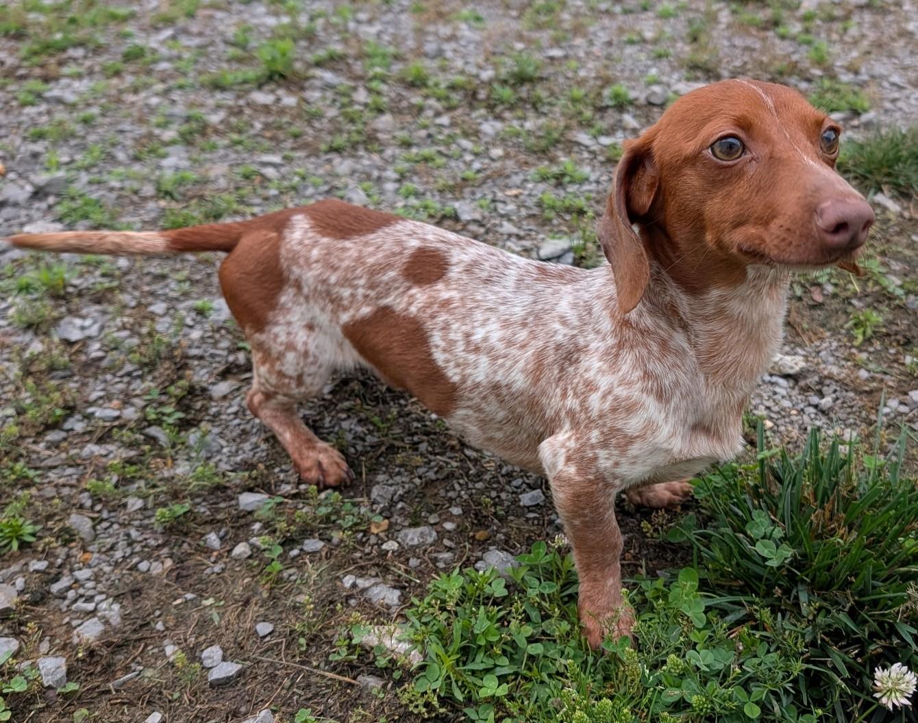 Enlarge Hank in WI, an adopted Dachshund in Marinette, WI image 4/6