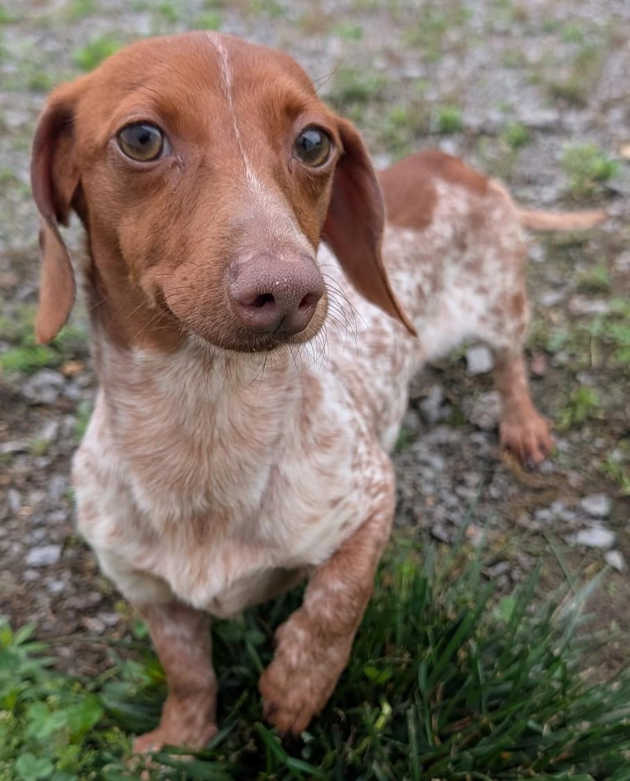 Enlarge Hank in WI, an adopted Dachshund in Marinette, WI image 5/6