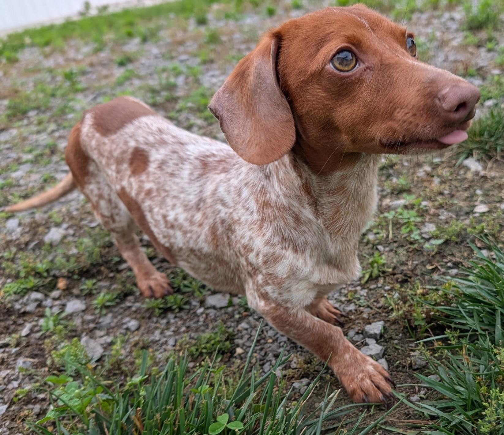 Enlarge Hank in WI, an adopted Dachshund in Marinette, WI image 2/6