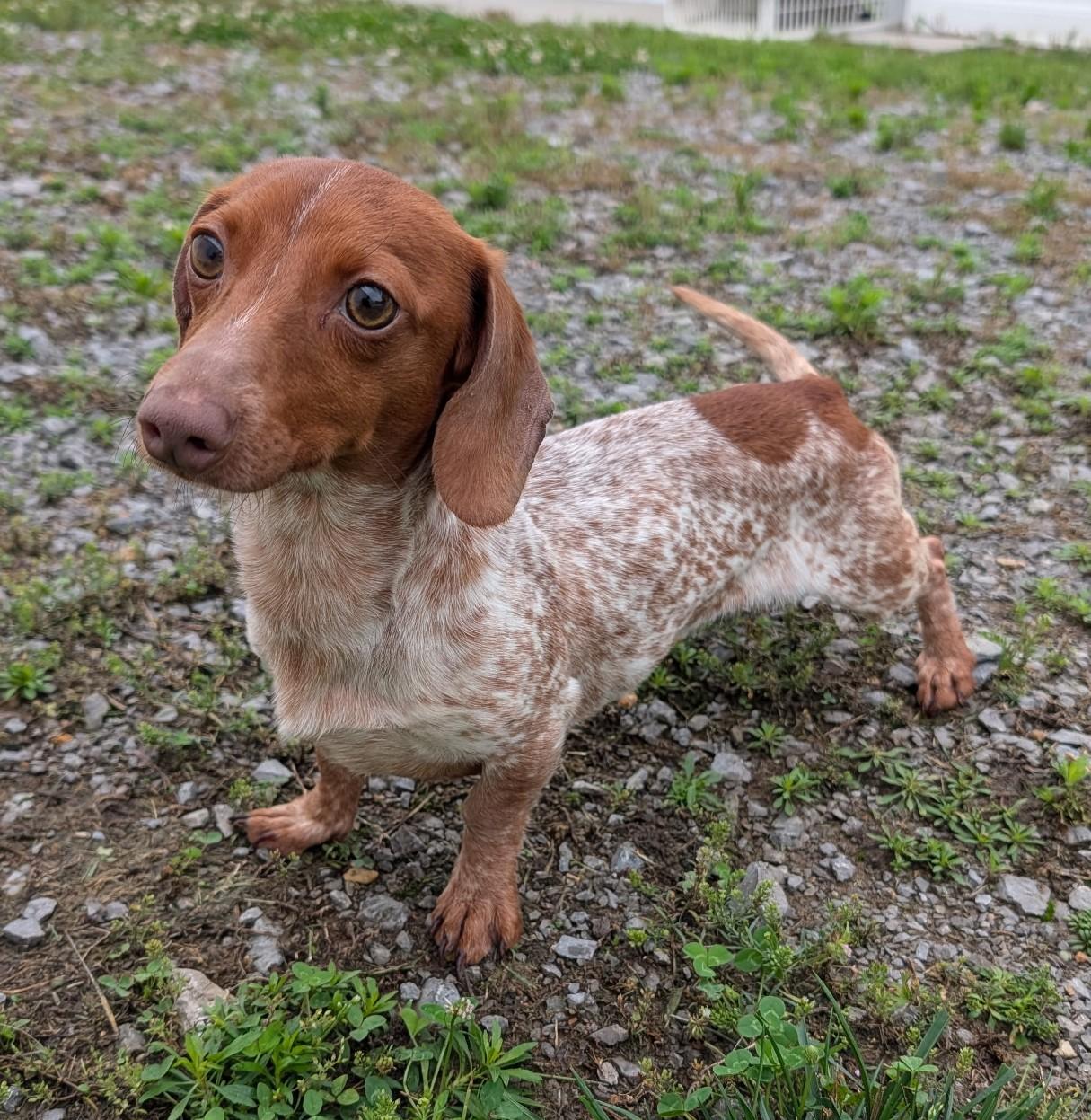 Enlarge Hank in WI, an adopted Dachshund in Marinette, WI image 3/6