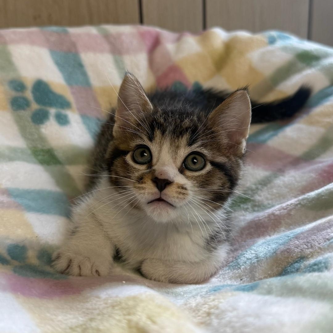 Cove, an adopted Domestic Short Hair in Greensburg, PA image 2/3