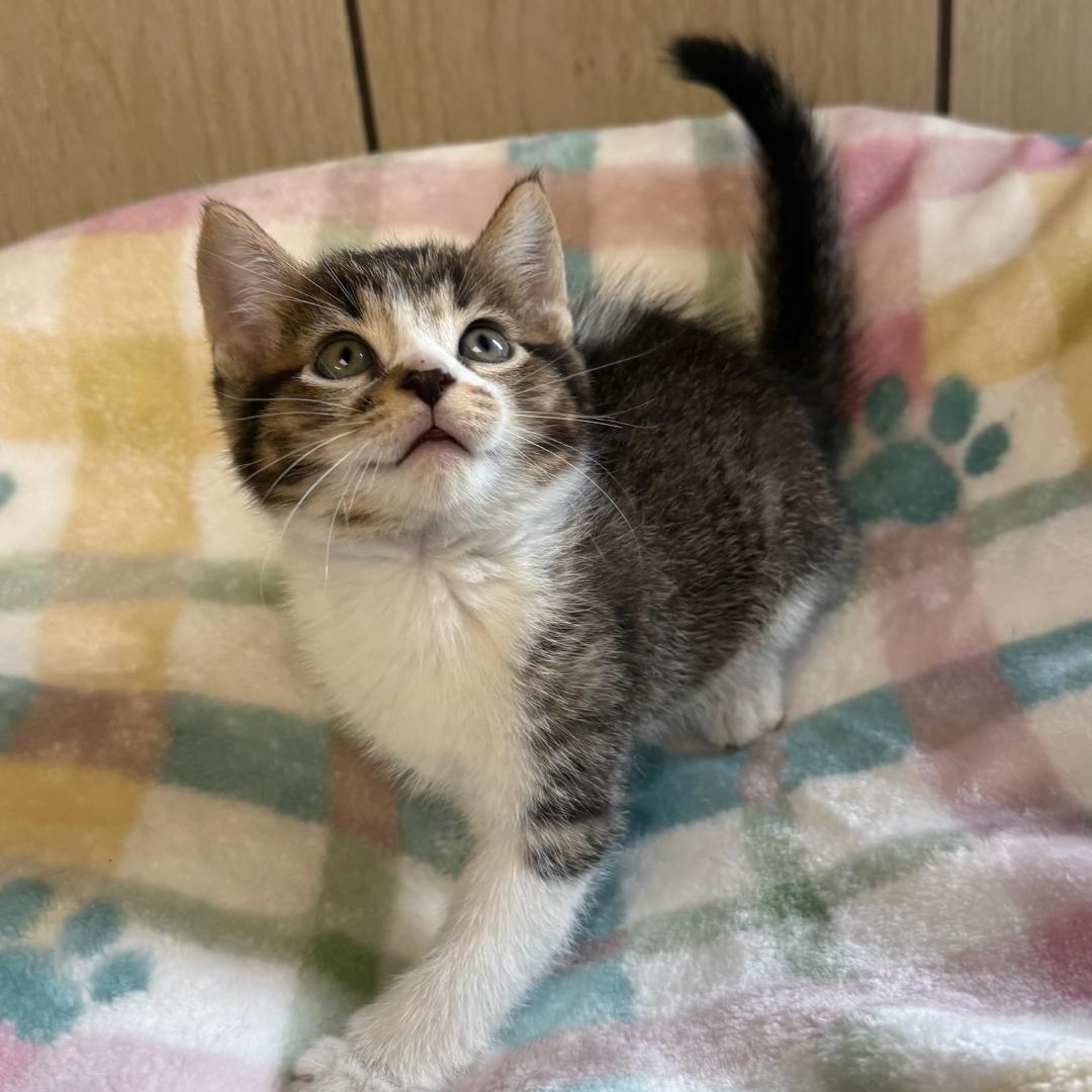Cove, an adopted Domestic Short Hair in Greensburg, PA image 3/3